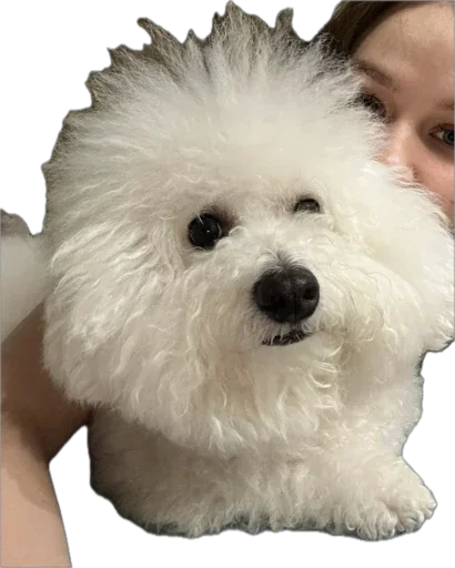 Стикер bellayasobakaa - 1