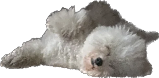 Стикер bellayasobakaa - 1