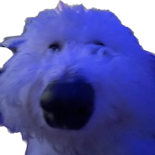 Sticker bellayasobakaa - 1