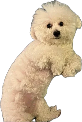 Sticker bellayasobakaa - 1