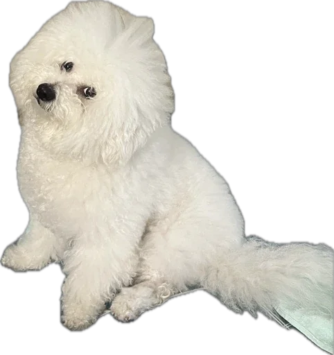 Стикер bellayasobakaa - 1