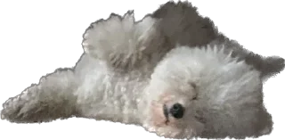 Стикер беллисимо😮‍💨 - 4