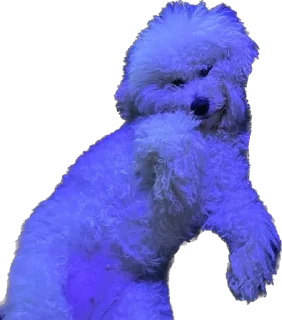 Стикер беллисимо😮‍💨 - 6