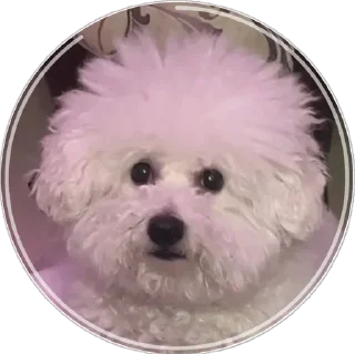 Стикер беллисимо😮‍💨 - 8