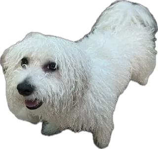 Стикер беллисимо😮‍💨 - 7