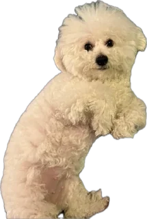 Стикер беллисимо😮‍💨 - 1