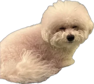 Стикер беллисимо😮‍💨 - 3