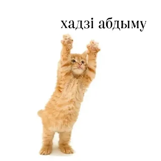 Стикер беларускія мемы для душы - 4