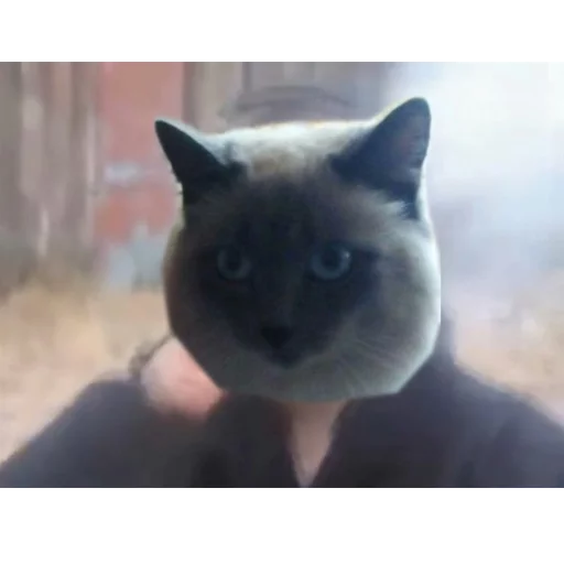 Sticker beniz prikol pack - 5