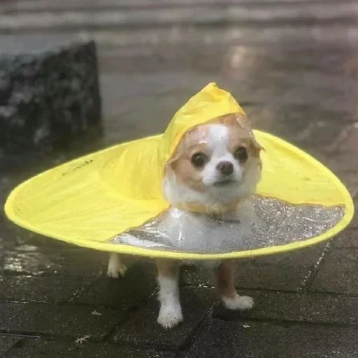 Sticker benti_meme - 1