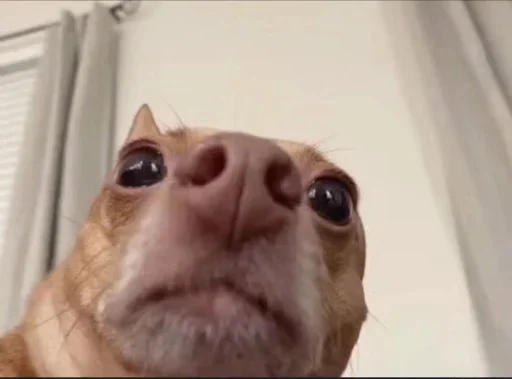 Sticker benti_meme - 1