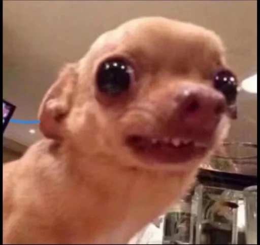 Sticker benti_meme - 1