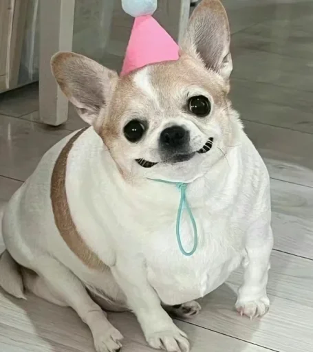 Sticker benti_meme - 1