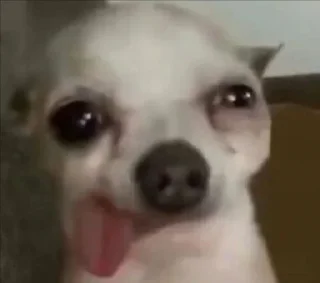 Sticker мемные собаки ➝ @benti_stickers - 11