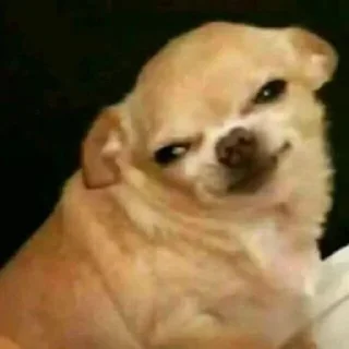 Sticker мемные собаки ➝ @benti_stickers - 2