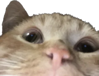 Стикер Машина и Катафалк - 5