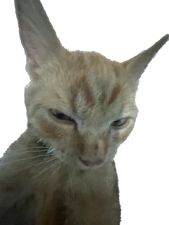 Стикер Машина и Катафалк - 0