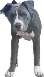 Стикер Машина и Катафалк - 9