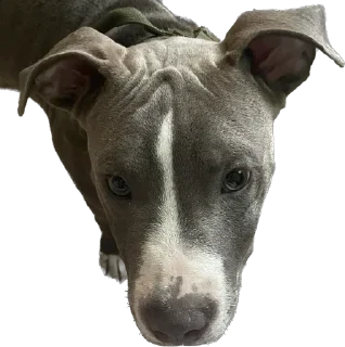 Стикер Машина и Катафалк - 6