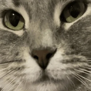 Стикер Машина и Катафалк - 4