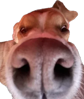 Стикер Машина и Катафалк - 1