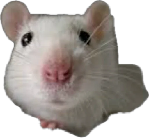 Sticker bestiesrats - 1