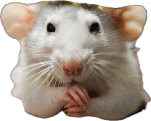 Sticker bestiesrats - 1