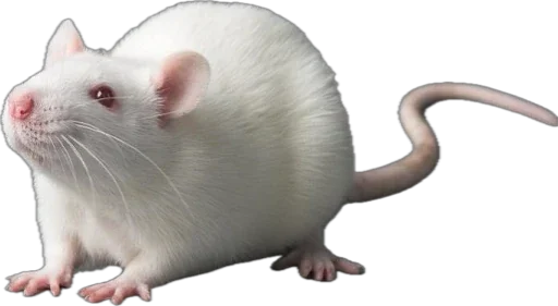 rats - 
