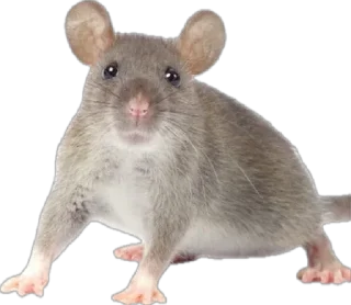 Стикер rats - 2