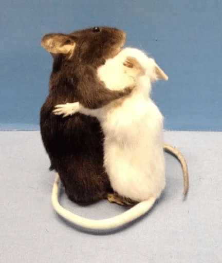 Sticker bestpack153 - 1