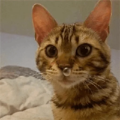 Sticker bestpack153 - 1