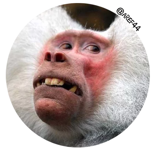 animal mammal wrinkle