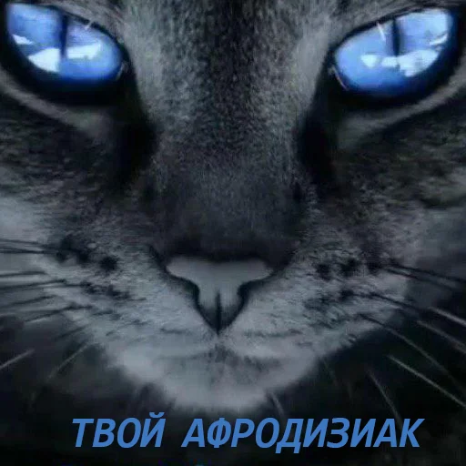 животное млекопитающее кошка