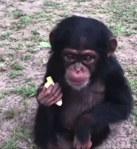 turbo mokako's - animal