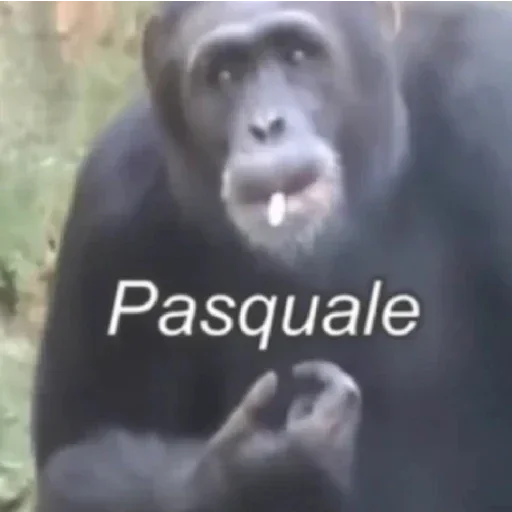 animal mammal primate