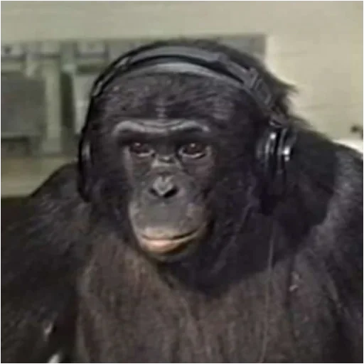 mammal animal primate