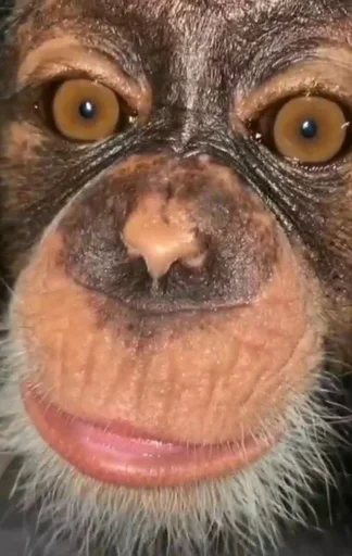 animal mammal primate