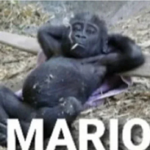 animal mammal primate