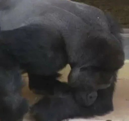 mammal animal great ape