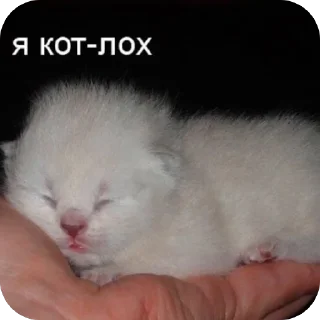 Стикер @beznogiignom - 8