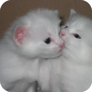 Стикер @beznogiignom - 0