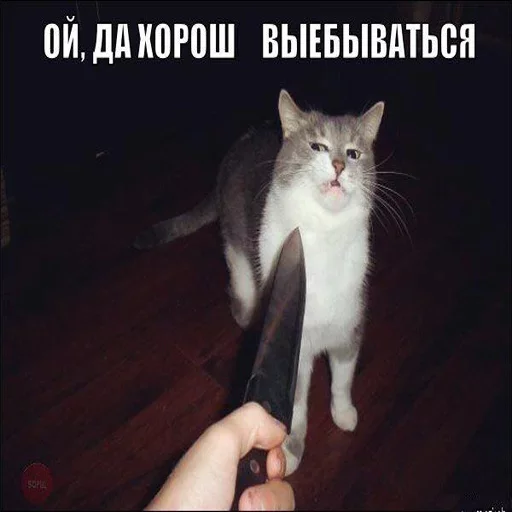 животное млекопитающее кошка