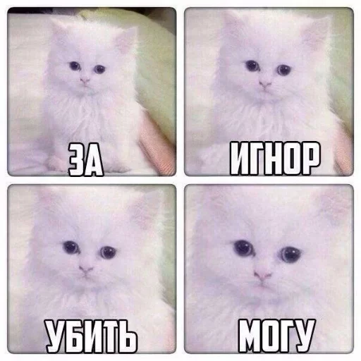 кошка домашняя кошка кошки малого и среднего размера