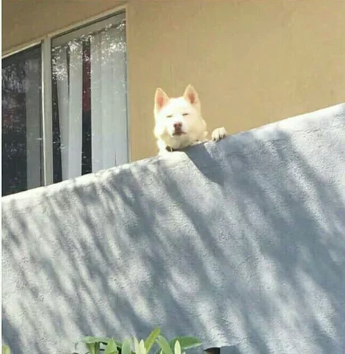 здание на открытом воздухе домашнее животное