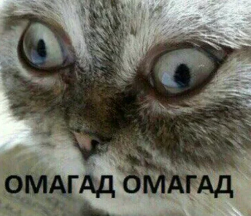 животное млекопитающее кошка