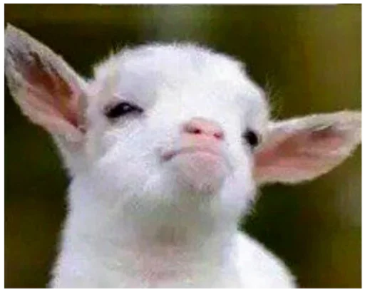 mammal animal livestock