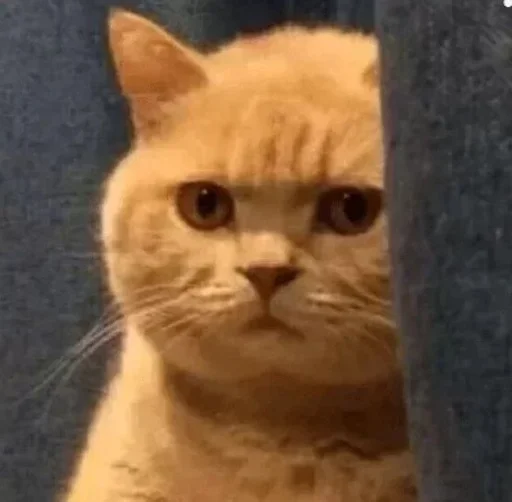 животное млекопитающее кошка