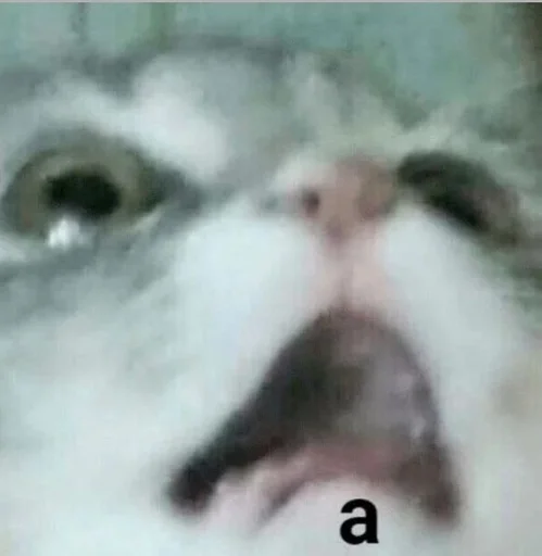 животное млекопитающее кошка