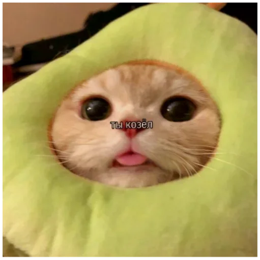 small to medium-sized cats felidae cat