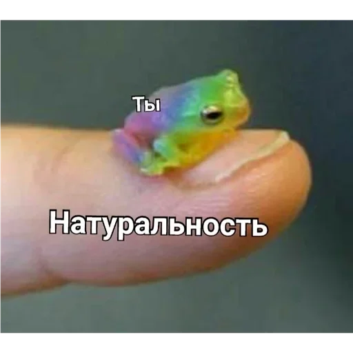 животное амфибия пресмыкающееся